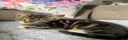 Mixed Breed cats for sale: Baby Girl Kitten for Sale 🐱 - Advert 1