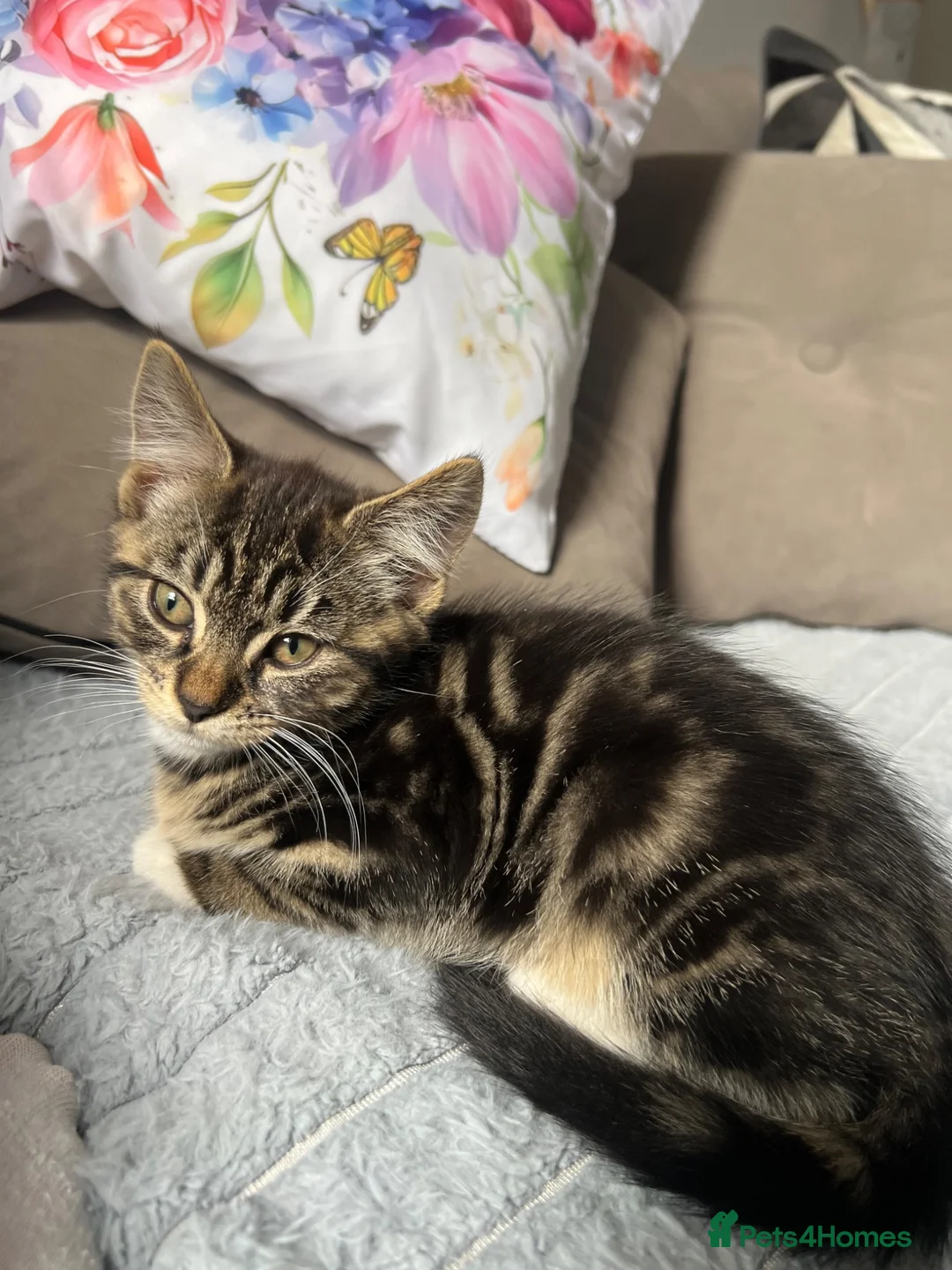 Mixed Breed cats for sale: Baby Girl Kitten for Sale 🐱 - Advert 1