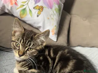 Mixed Breed cats Baby Girl Kitten for Sale 🐱 - Advert 7