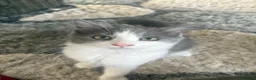 Ragdoll cats for sale: Six beautiful ragdoll and snowshoe kittens - Advert 12