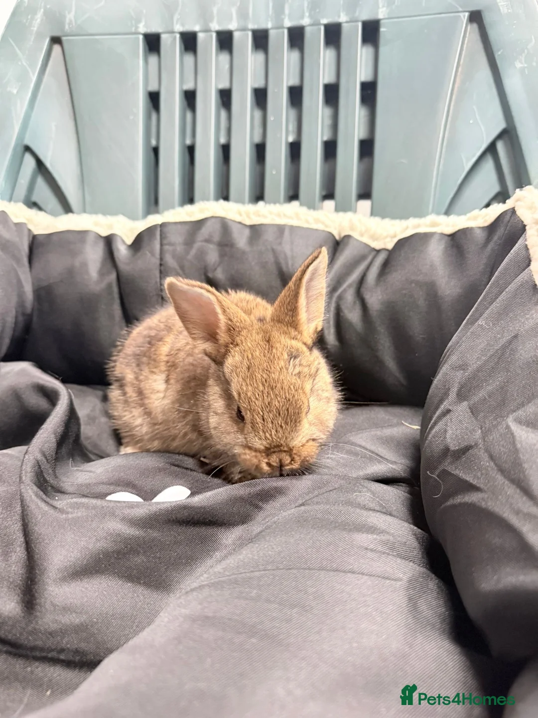 Mixed Breed rabbits for sale: Baby bunnies - Advert 8