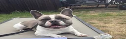 French Bulldog dogs for sale: French bulldog pups from health tested parents  - Advert 3
