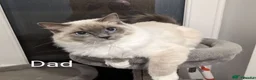 Ragdoll cats for sale: GCCF registered pedigree ragdoll kittens for sale  - Advert 3