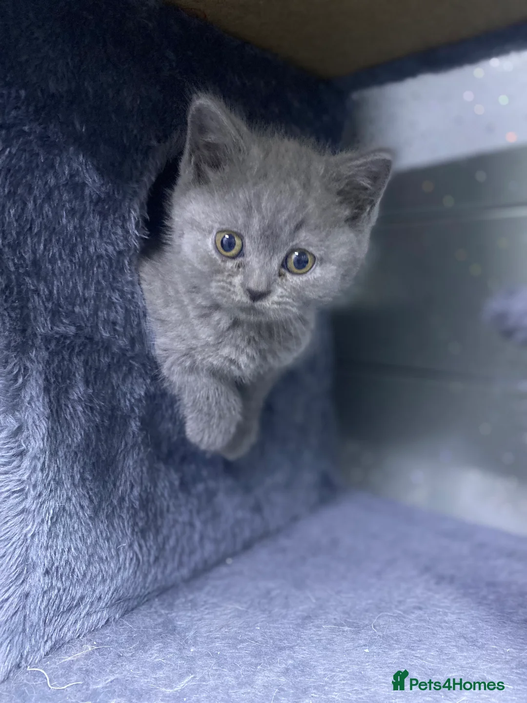 British Shorthair cats for sale: beautiful British shorthair kittens  - Advert 6