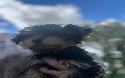 Yorkshire Terrier dogs for sale: Double vaccinated ready to leave - Image 36