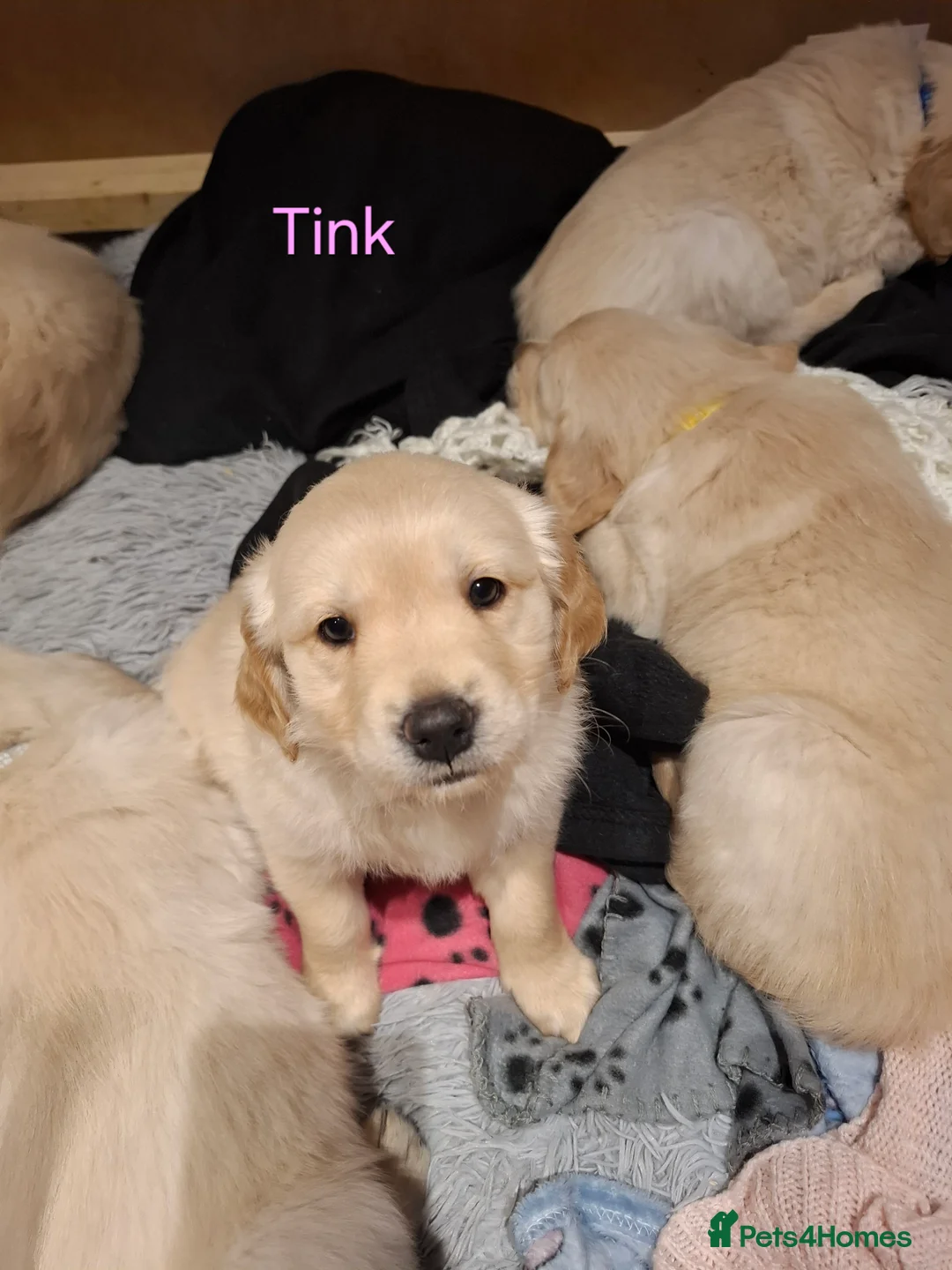 Golden Retriever dogs for sale: KC registered golden retriever - Advert 32