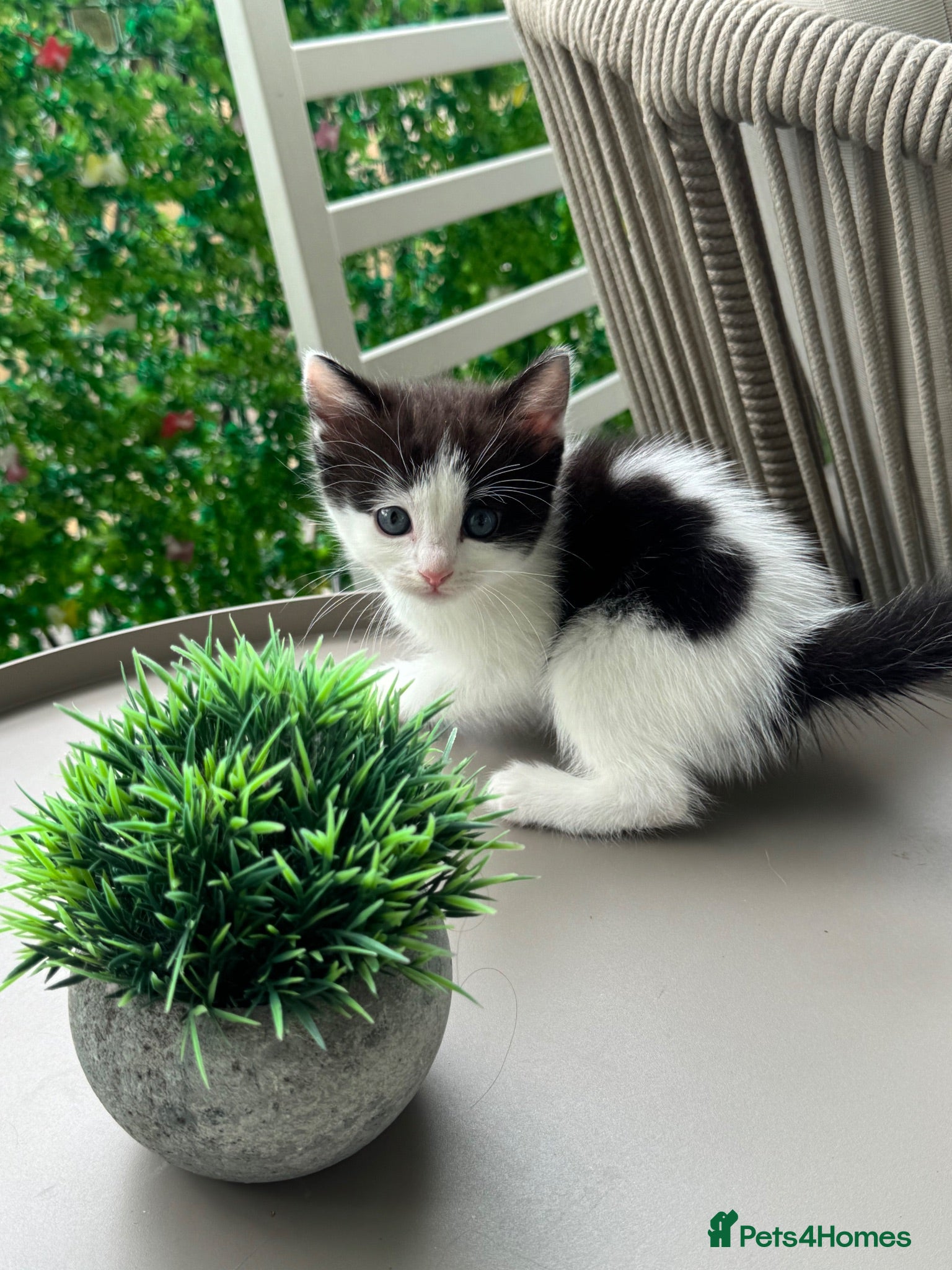 Mixed Breed cats Beautiful Ragdoll x Calico female kittens  - Advert 10
