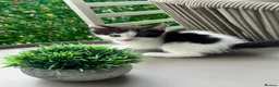Mixed Breed cats for sale: Beautiful Ragdoll x Calico female kittens  - Advert 3