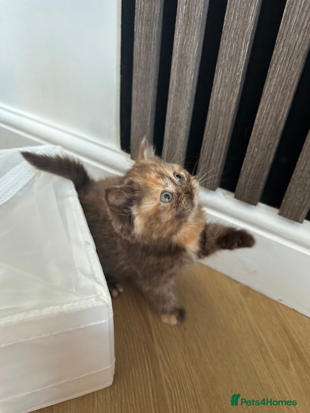 British Shorthair cats for sale: 🌈🌈😍😍Stunning Pure Pedigree Litter BSH ❤️❤️🌈🌈 - Advert 20