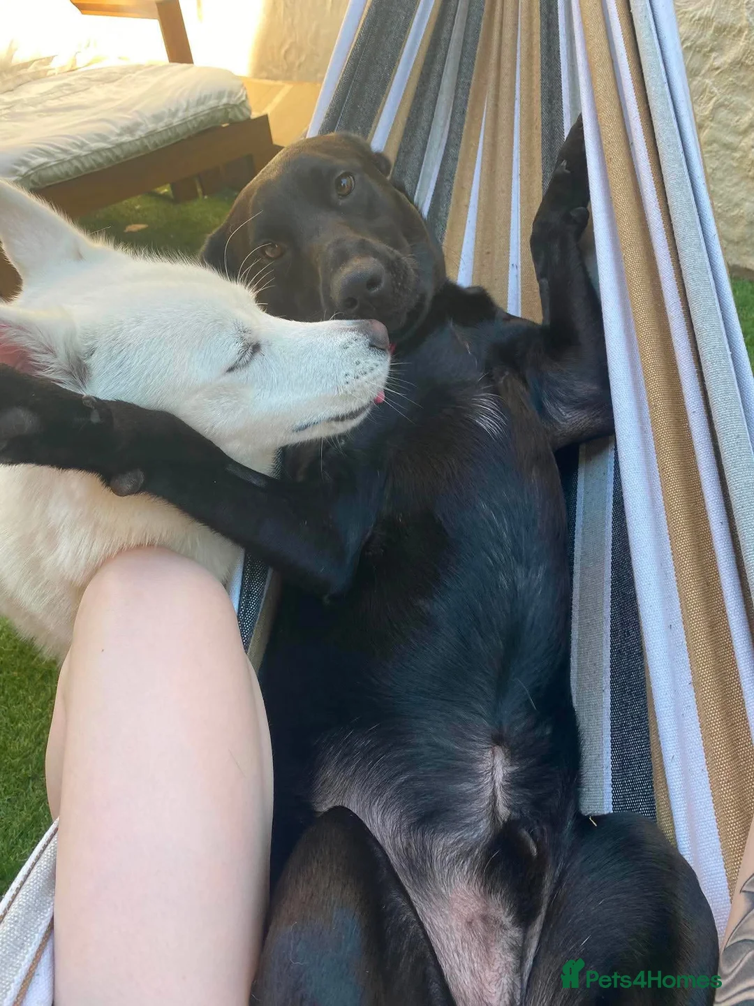 Mixed Breed dogs for adoption: BUDDY - FOR ADOPTION - PORTSMOUTH  in Portsmouth - Advert 2