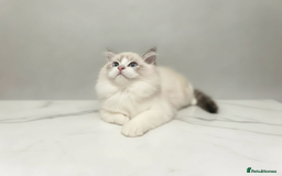 Ragdoll cats for sale: GCCF Champion Line ragdolls kitten  - Advert 13