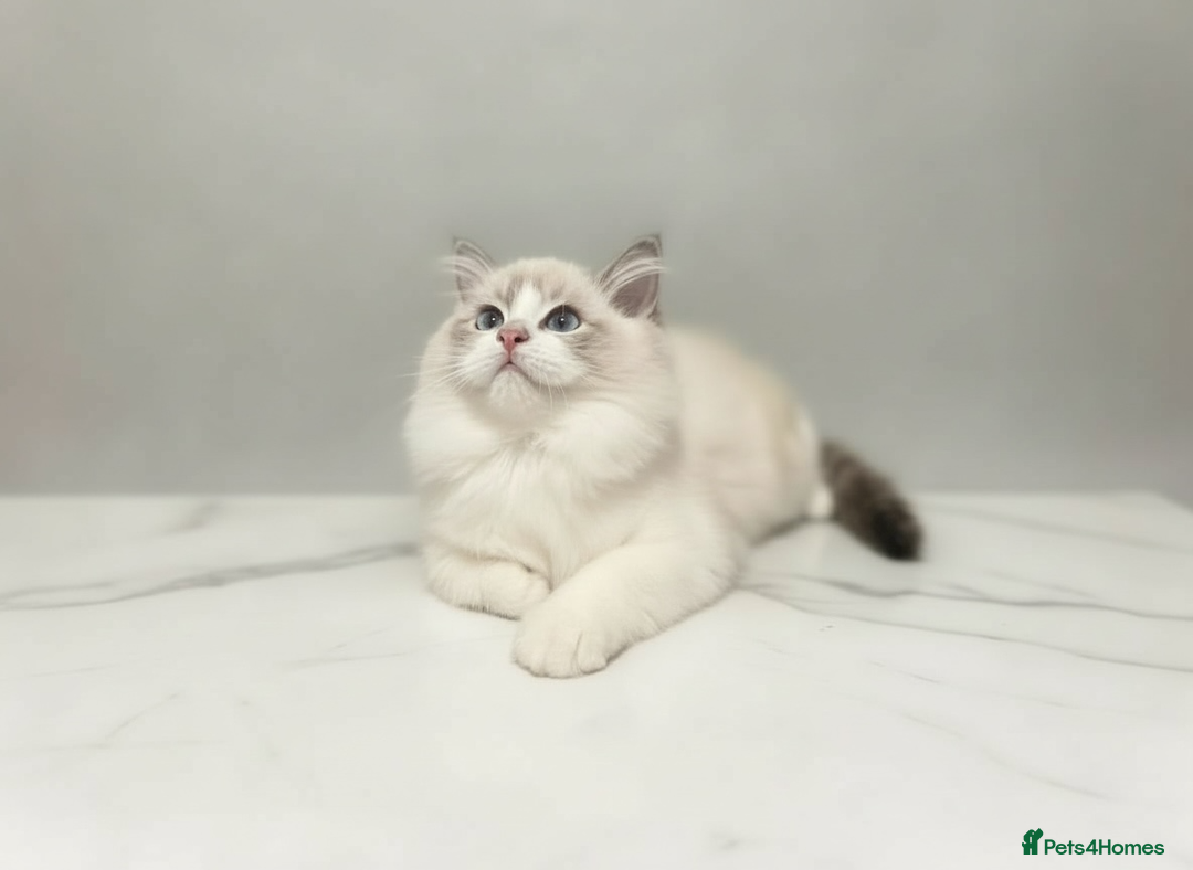 Ragdoll cats for sale: GCCF Champion Line ragdolls kitten  - Advert 13