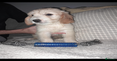 Mixed Breed dogs - Advert 15