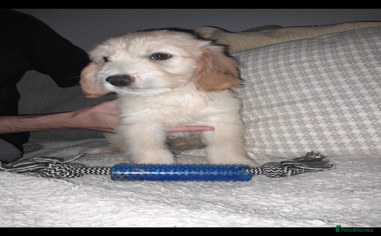 Mixed Breed dogs - Advert 1