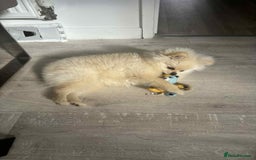 Pomeranian dogs for sale: Quick sale - Image 3