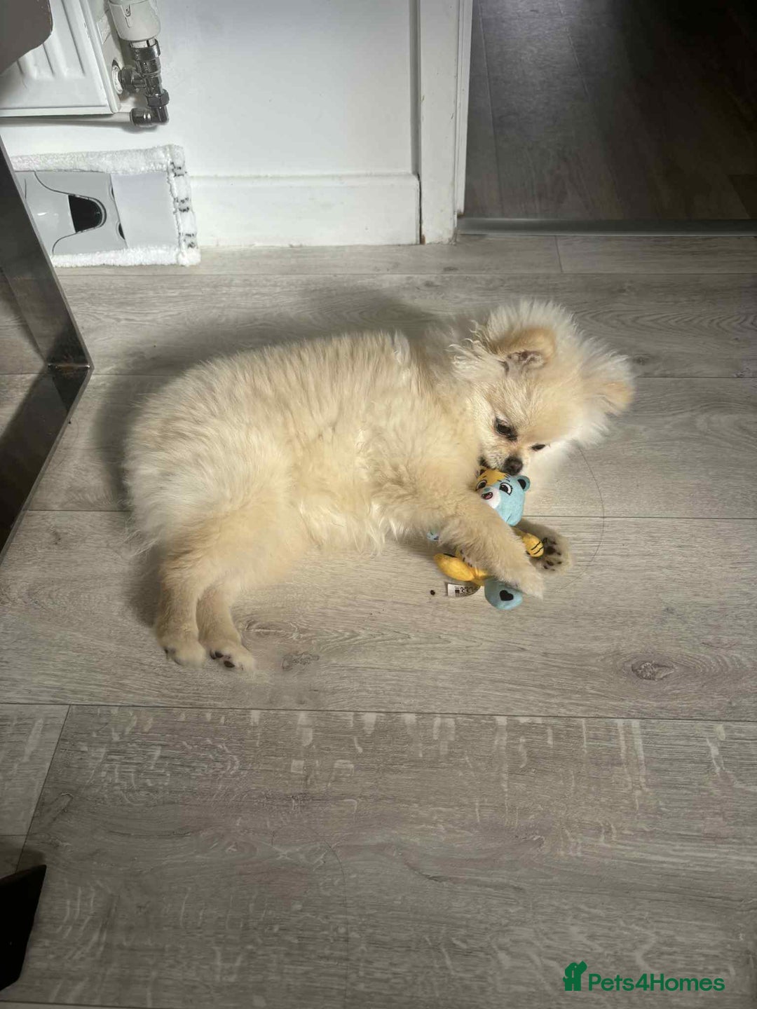 Pomeranian dogs for sale: Quick sale - Image 3