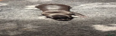 Whippet 3