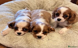 Cavalier King Charles Spaniel dogs for sale: Cavalier kcs health tested parents licensed  - Image 4