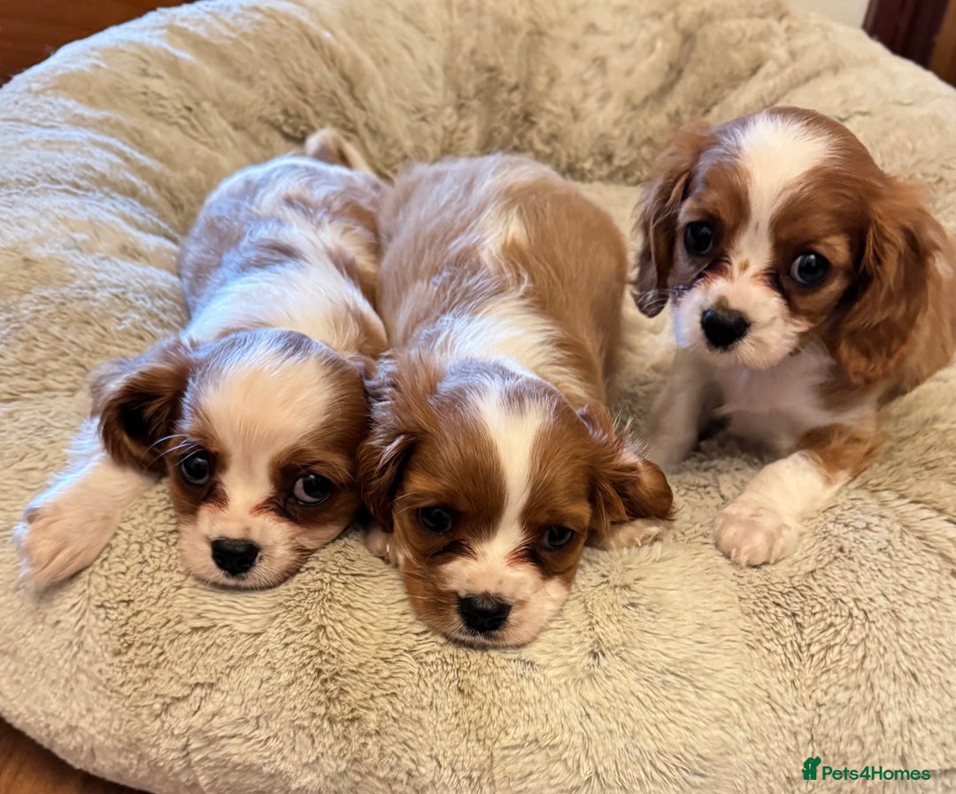 Cavalier King Charles Spaniel dogs for sale: Cavalier kcs health tested parents licensed  - Image 4