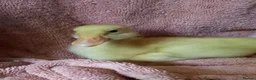 Ducks poultry for sale: Mixed Ducklings for Sale - Advert 7