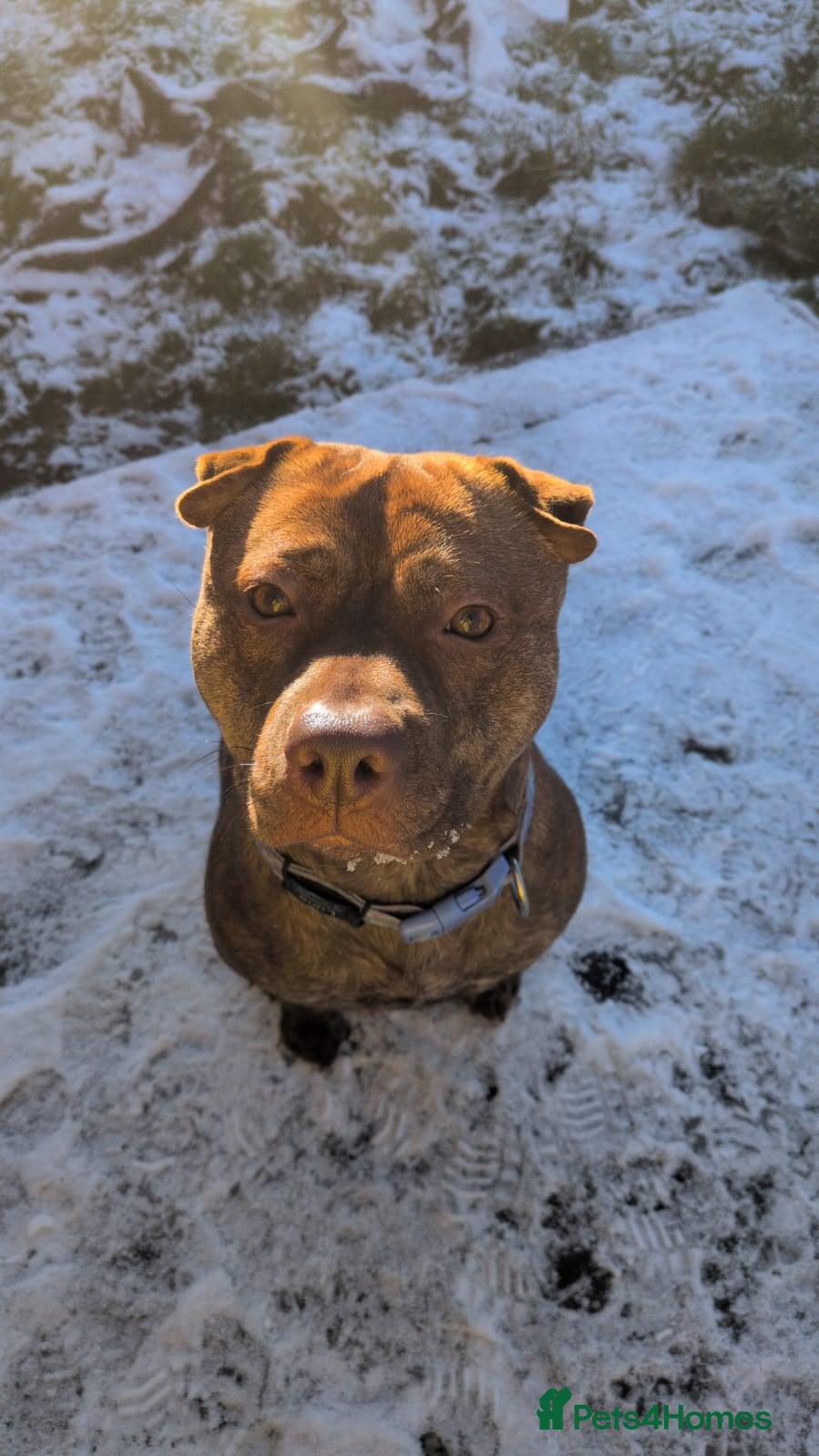 Mixed Breed dogs 16 month old shar pei x staff - Advert 1