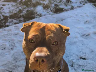 Mixed Breed dogs 16 month old shar pei x staff - Advert 1