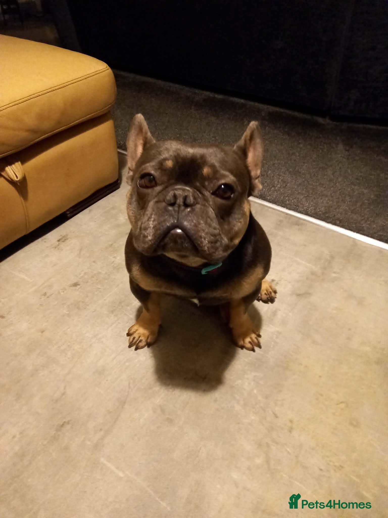 French Bulldog dogs Storm needs a loving home  - Advert 1