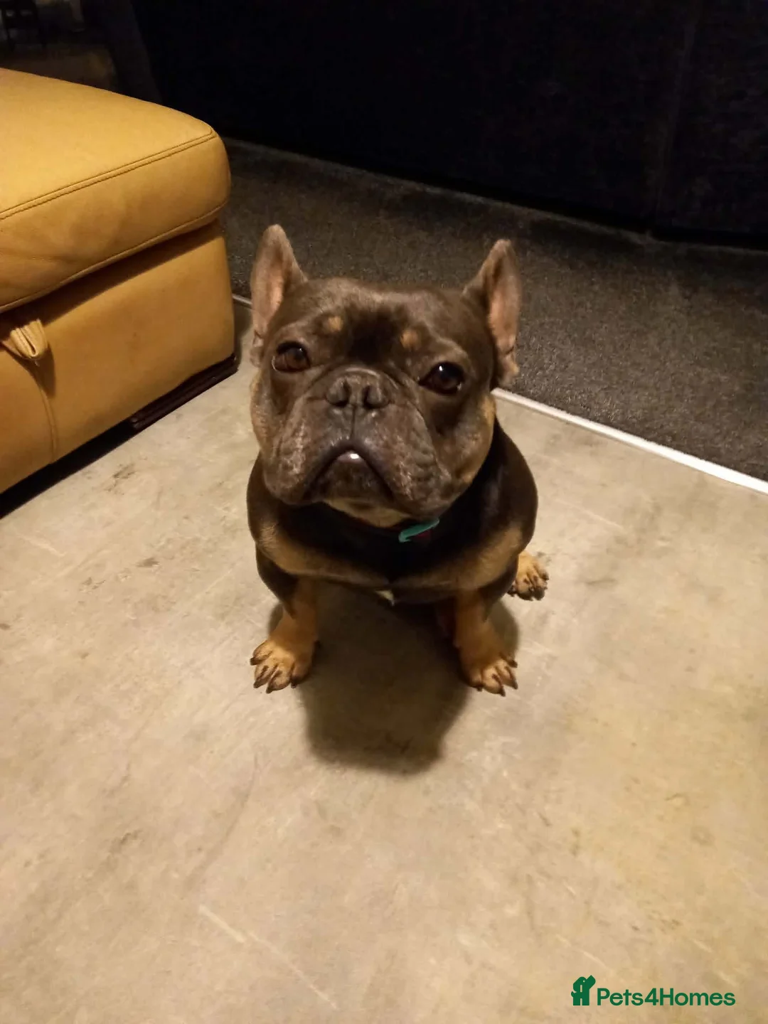 French Bulldog dogs for adoption: Storm needs a loving home  - Advert 1