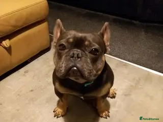 French Bulldog dogs Storm needs a loving home - Advert 2