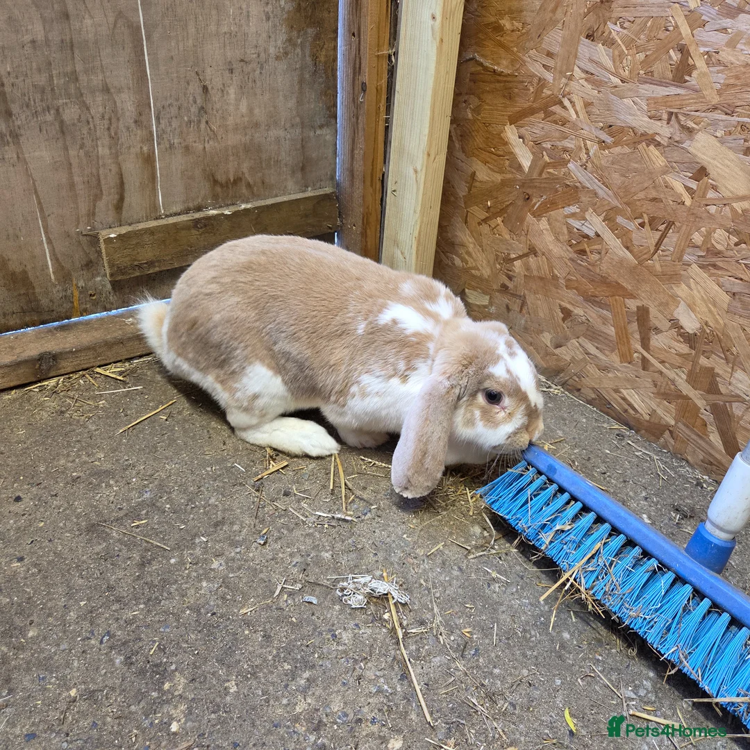French Lop rabbits for sale: Giant french lop doe - Advert 2