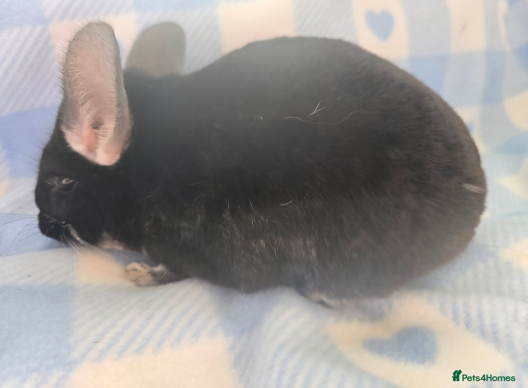 Chinchilla rodents for sale: Bonded mother and daughter pair - Image 18