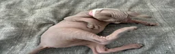 Sphynx cats for sale: Special Reduced Price Blue-Eyed Sphynx / TICA Reg - Advert 14
