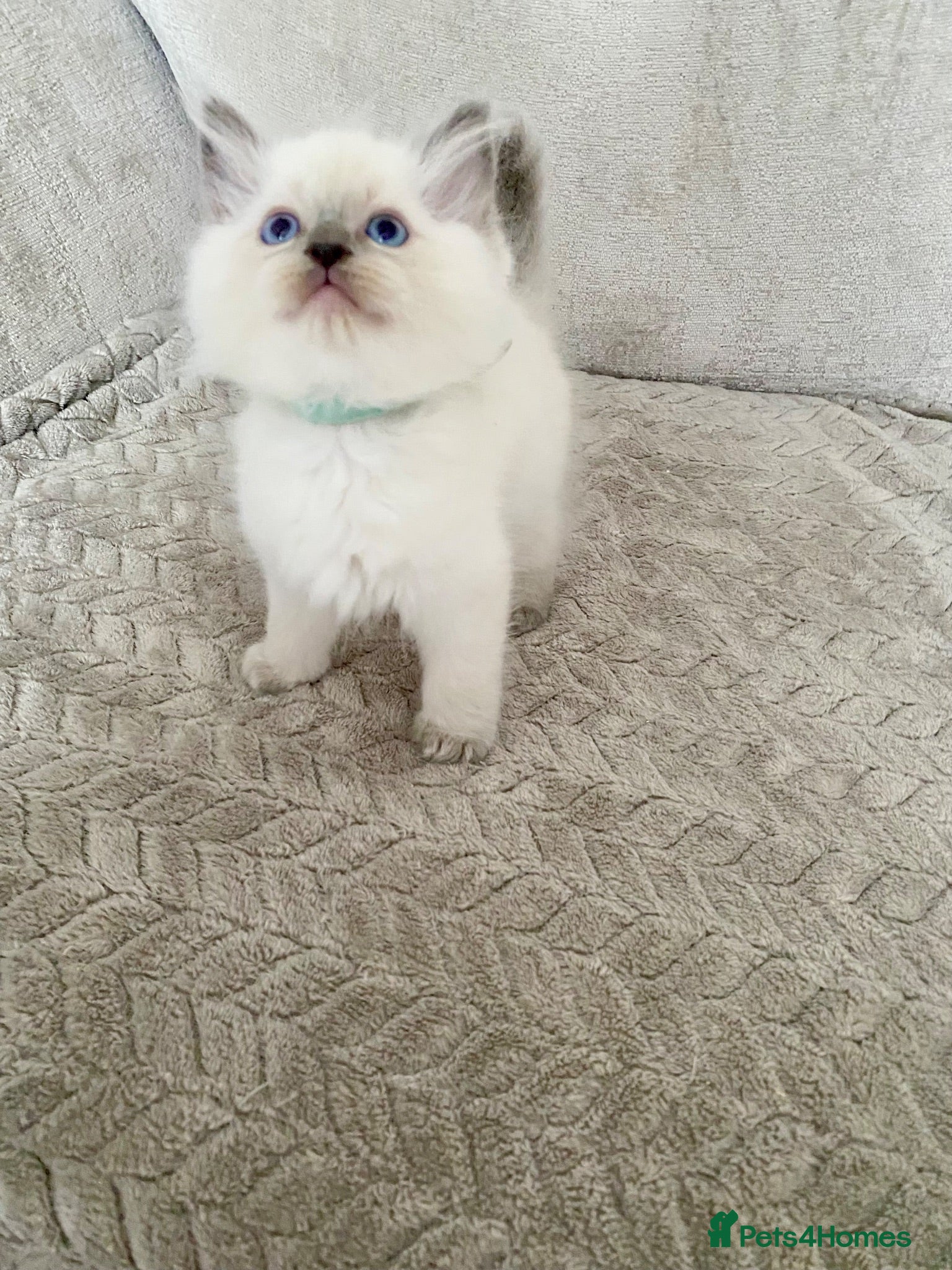 Ragdoll cats Ragdoll kittens Ready 15th Aug - Advert 2