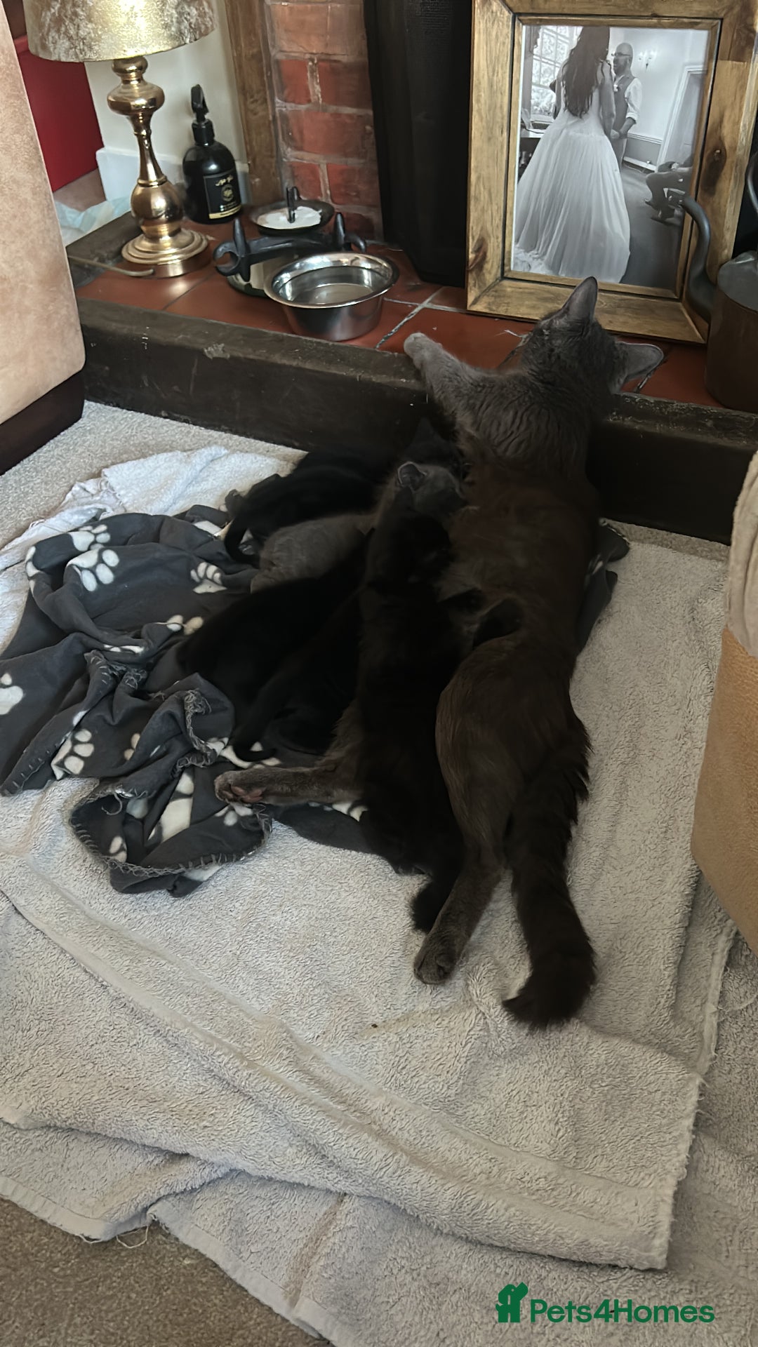 Mixed Breed cats for sale: Black (faint tabby) Kittens - Image 4