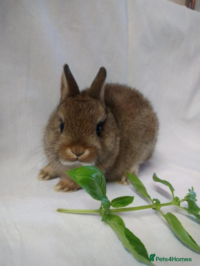 Netherland Dwarf rabbits netherland dwarfs - Advert 4