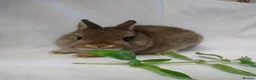Netherland Dwarf rabbits for sale: netherland dwarfs - Advert 1