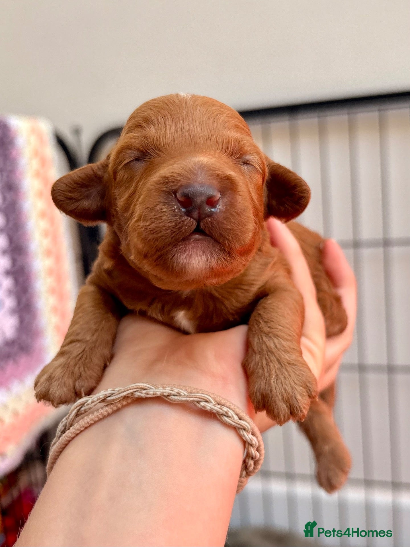 Cavapoo dogs Florence’s Beautiful Red F1b Cavapoo Boys 💙 - Advert 2