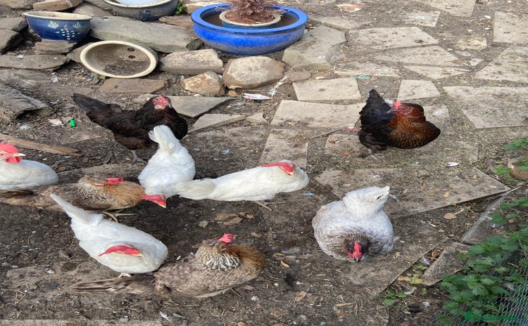 Chickens poultry - Advert 1