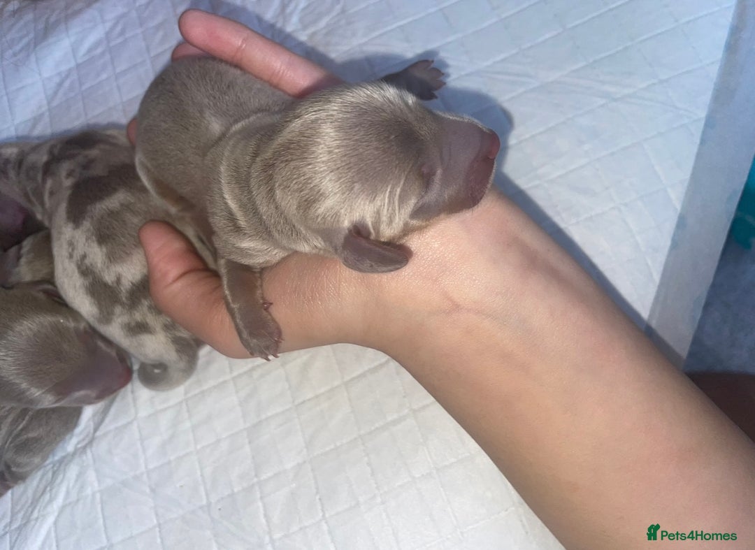 Miniature Dachshund dogs for sale: Miniature dachshund puppy’s  - Advert 4