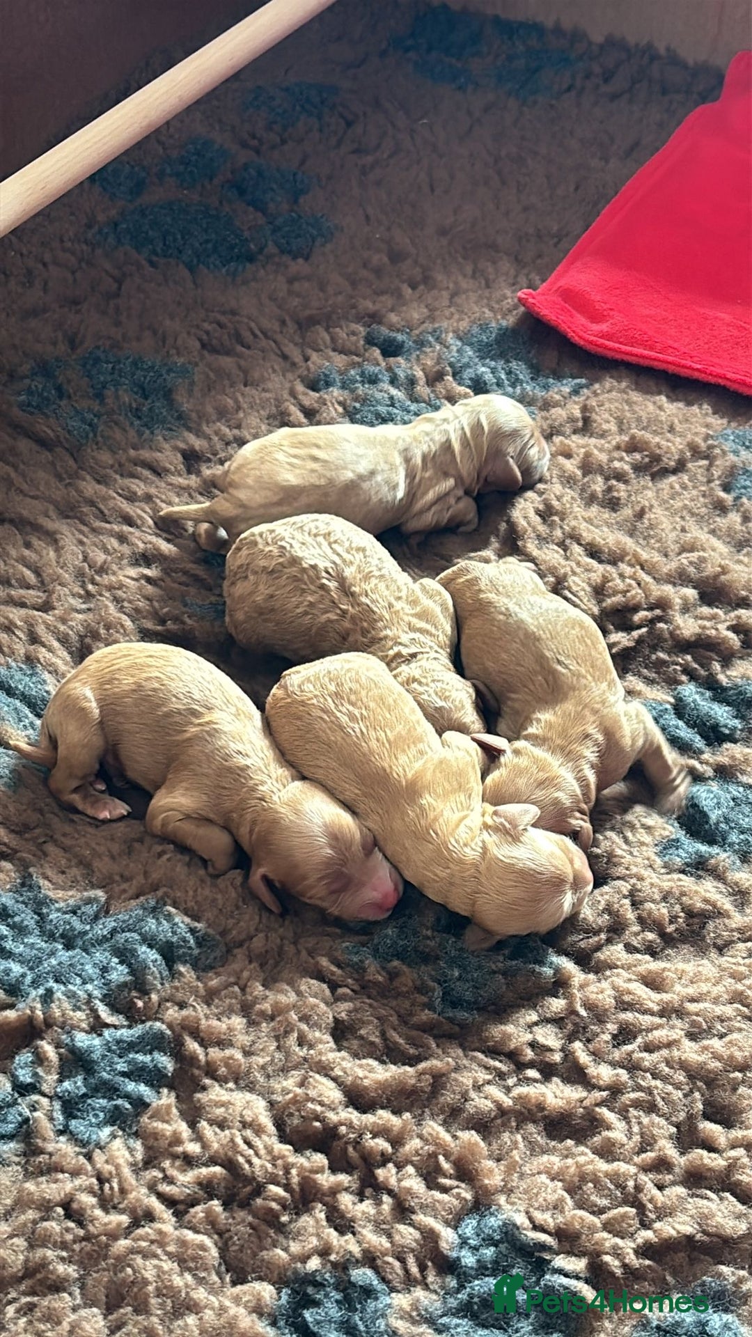 Cockapoo dogs for sale: Beautiful cockapoo puppies  - Image 2