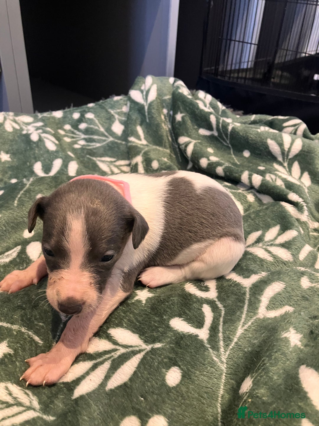 Whippet dogs for sale: Beautiful whippet puppies  - Advert 12