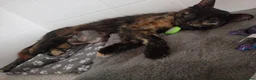 Mixed Breed cats for sale: FREE Pairs Kittens& cats spayed chipped - Advert 5