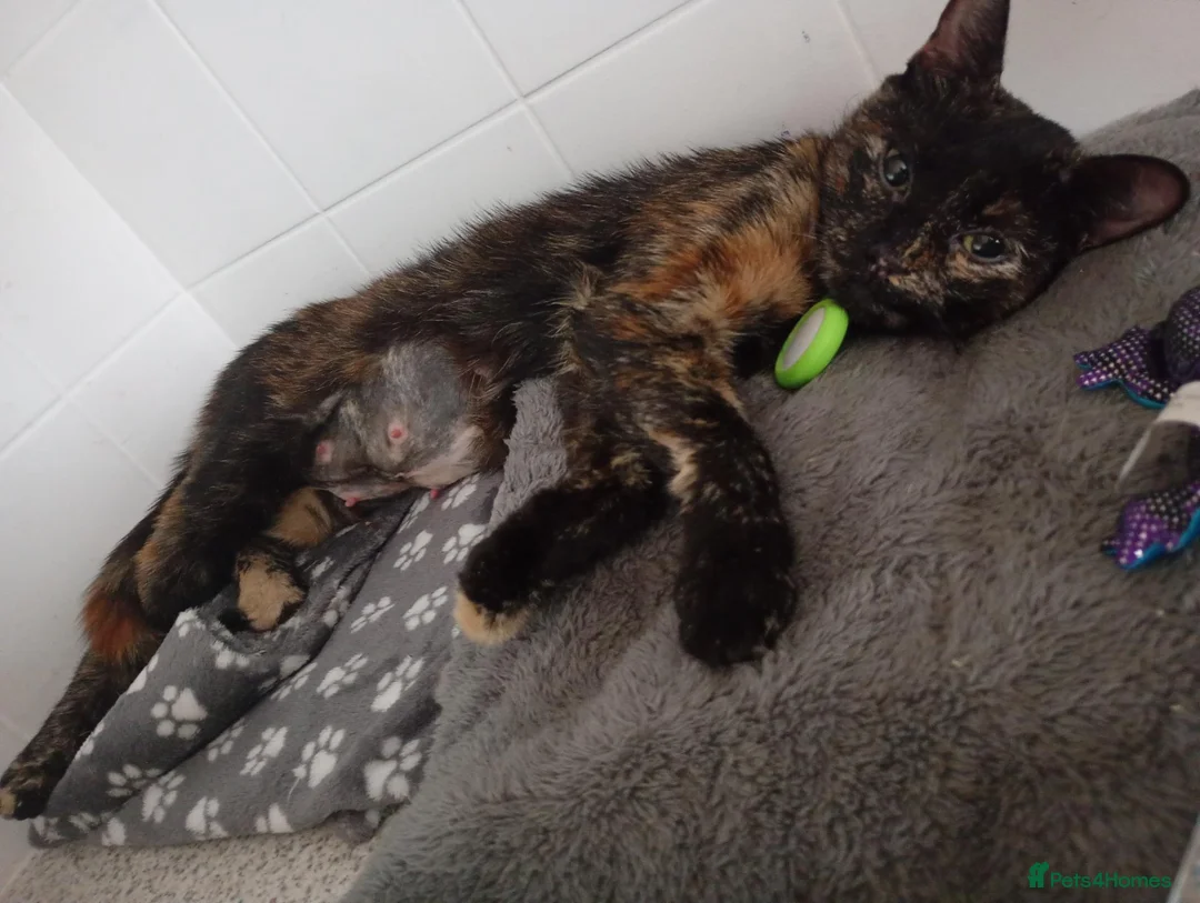 Mixed Breed cats for sale: FREE Pairs Kittens& cats spayed chipped - Advert 5