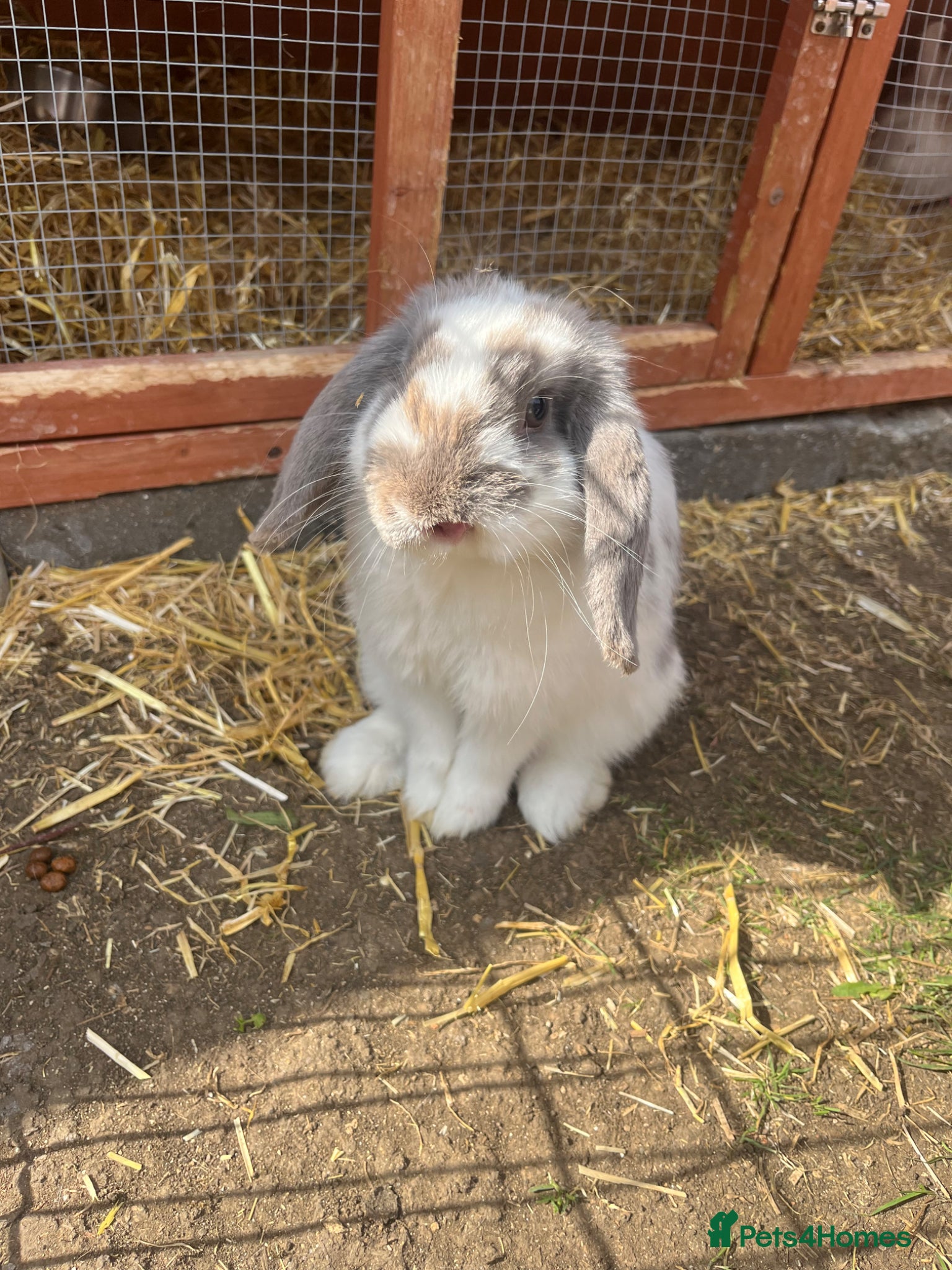 Mini Lop rabbits Mini lop / Netherland dwarf  - Advert 9