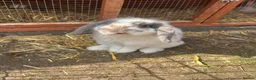 Mini Lop rabbits for sale: Mini lop / Netherland dwarf  - Advert 1