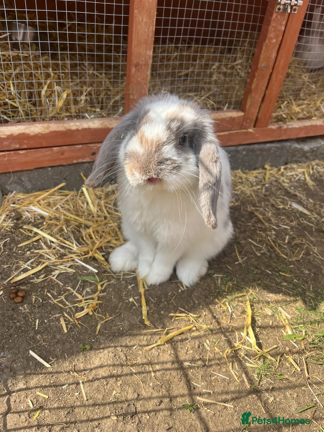Mini Lop rabbits for sale: Mini lop / Netherland dwarf  - Advert 1