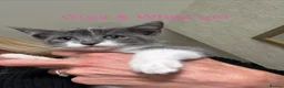 Ragdoll cats for sale: 3 Ragdoll X Tabby kittens. Ready now - Advert 5