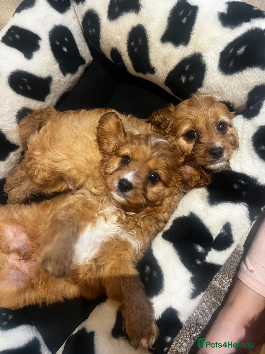 Cavapoo dogs for sale: Gorgeous Cavapoo Puppies Ready for Their New Homes - Advert 2