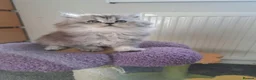 British Longhair cats for sale: Gorgeous BLH&BSH kittens in Tipton - Advert 4