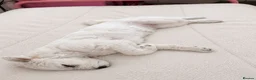 Maltese dogs for sale: 🐶 Sweet Maltese Female in Northampton - Advert 5